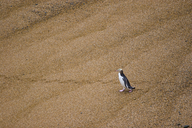 Yellow-Eyed Penguin On Beach